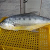 3kg up queen fish price