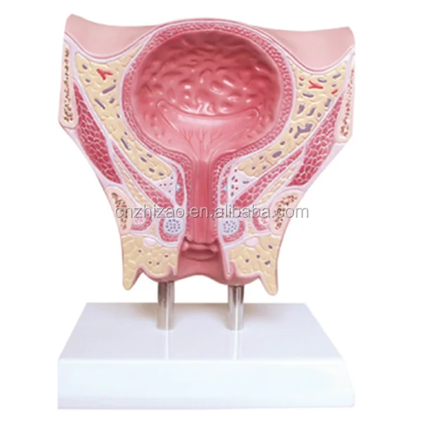 teaching female pelvis to bladder coronal section model