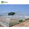 /product-detail/50x8m-vegetable-tomato-single-span-pe-plastic-tunnel-greenhouse-sale-60733460244.html