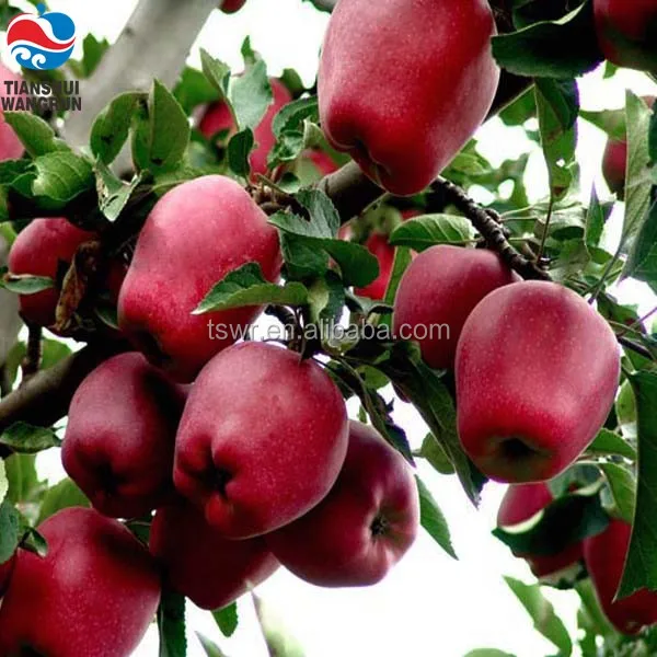 China fresh huaniu apple of Gansu origin Tianhui Huaniu fuji fresh apple