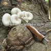 Stainless Steel Mushroom Knife With Brush And Key Ring