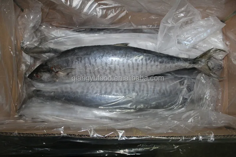 frozen style and mackerel variety best quality spanish mackerel