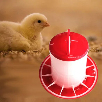 Wholesale Zimbabwe Automatic Quail Farm Chicken Poultry Equipment