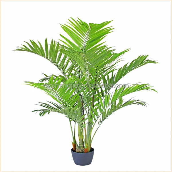 Live Indoor Decorative Palm Trees, Live Indoor Decorative Palm Trees ... Live Indoor Decorative Palm Trees, Live Indoor Decorative Palm Trees ...
