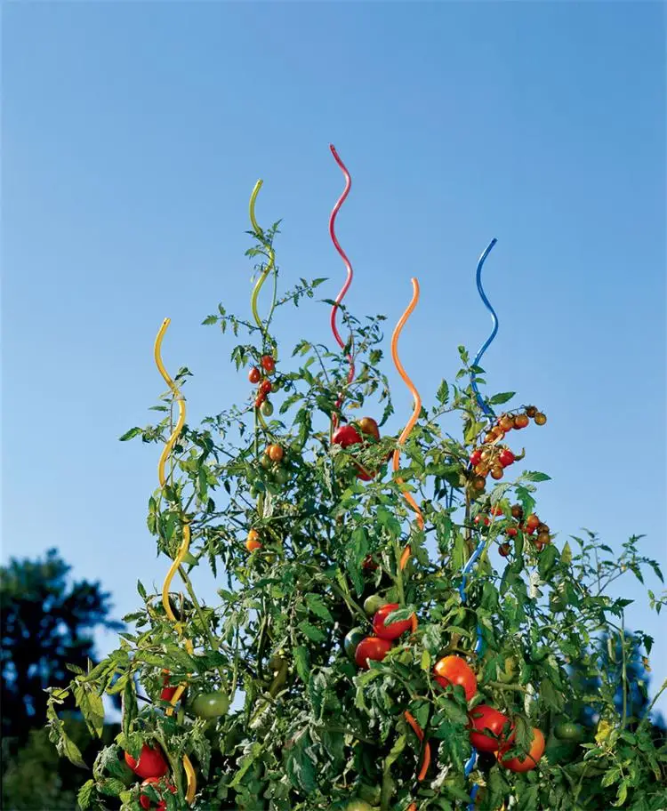 Tomato Spiral (7).jpg