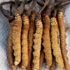 dong chong xia cao good price 100% natural dried wild cordyceps sinensis