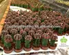 /product-detail/cactus-1499223427.html