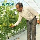 Cheap fixed roof vent greenhouse