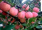 yantai fresh fruit apple,2016 new crop good taste red apple