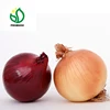 2019 Fresh Onion Price
