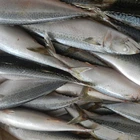 QS Block BQF mackerel and pacific mackerel / frozen fish