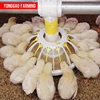 automatic poultry feeder for broiler and breeder
