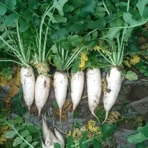 2017 touchhelthy supply high quality turnip seeds, hybrid radish