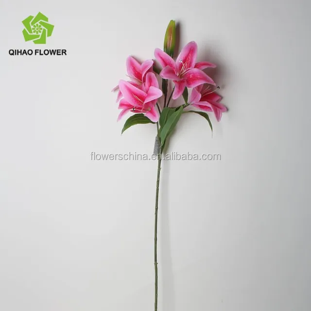 pink lily flower images