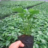 Fresh Anthurium Plant Flower Seedlings