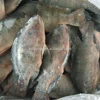 Buy live tilapia fish from Taiseng suppliers