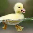 wholesale decoration house artwork duck pattern diy 5d diamond canvas painting pictures