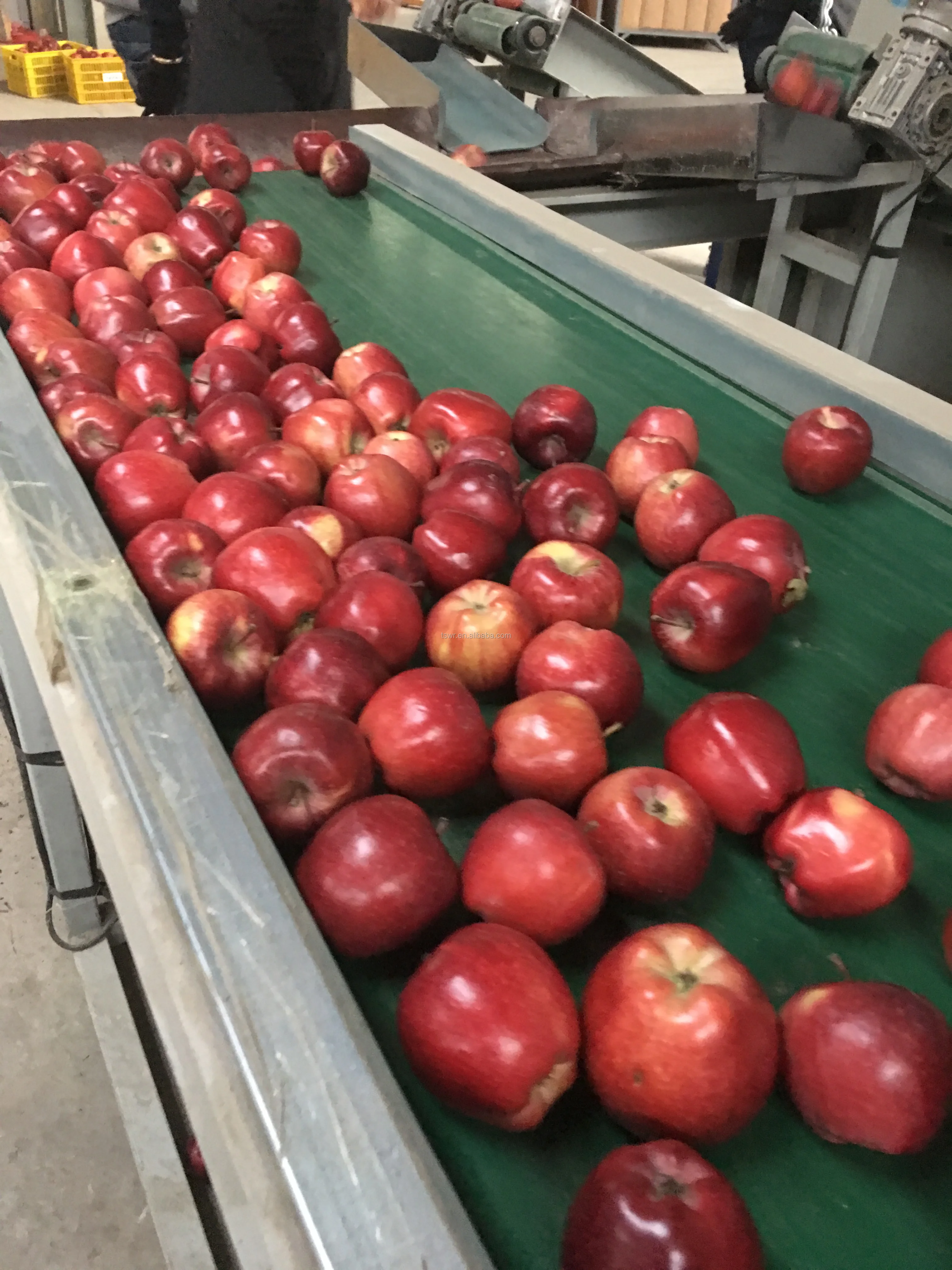 Juicy apple fruit export Gansu Origin Fresh Fruit Red Delicious Huaniu Apple
