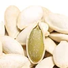 /product-detail/snow-white-pumpkin-seeds-with-good-quality-11cm-13cm-62188807644.html