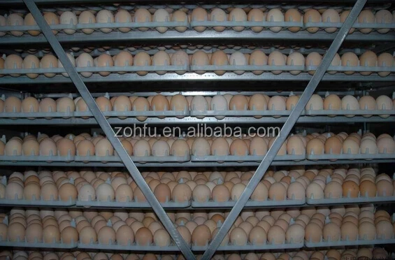 Incubator-eggs