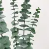 Fresh Preserved Flowers Eucalyptus Leaves For Home Decoration