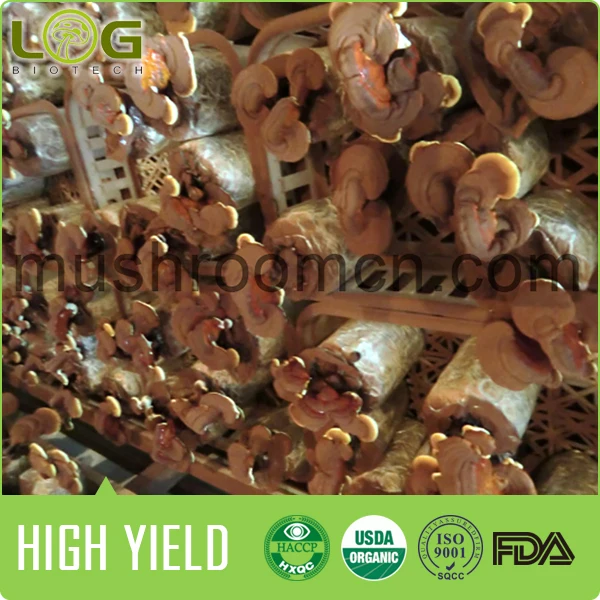 organic reishi mushroom log