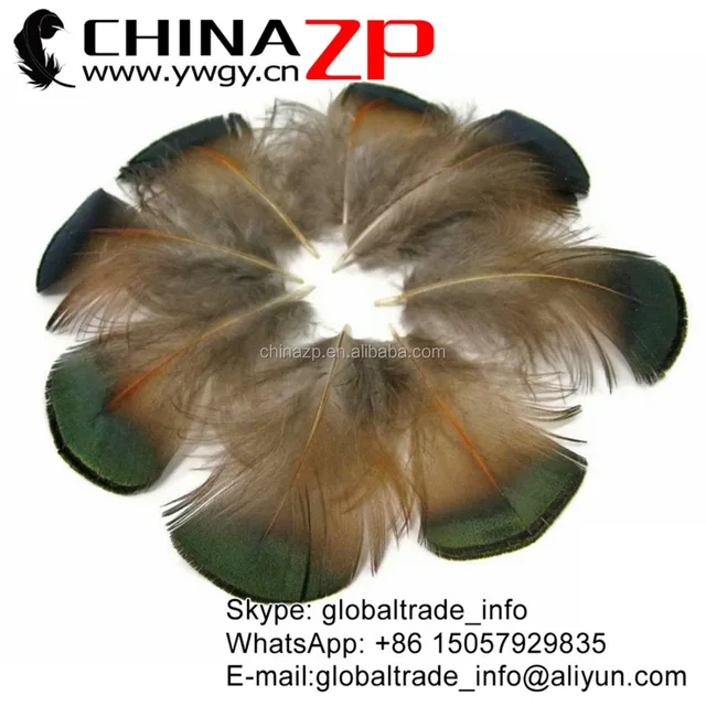 green bronze golden pheasant plumage wholesale feathers