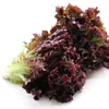 /product-detail/touchhealthy-supply-high-yield-green-lettuce-seeds-quality-leaf-vegetable-seeds-60089856209.html