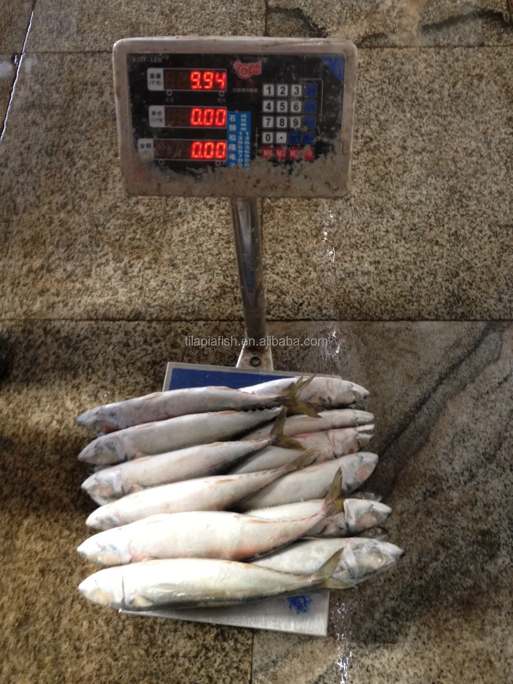 oily type frozen mackerel fish pacific mackerel