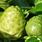 Noni Fruit Enzyme Juice Concentrate, Morinda Citrifolia juice from Hainan