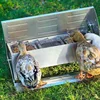 Factory Direct Supply For Chicken Breeders And Drinking Fountains Chicken Drinker And Feeder