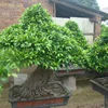 /product-detail/real-chinese-ficus-bonsai-60671700194.html