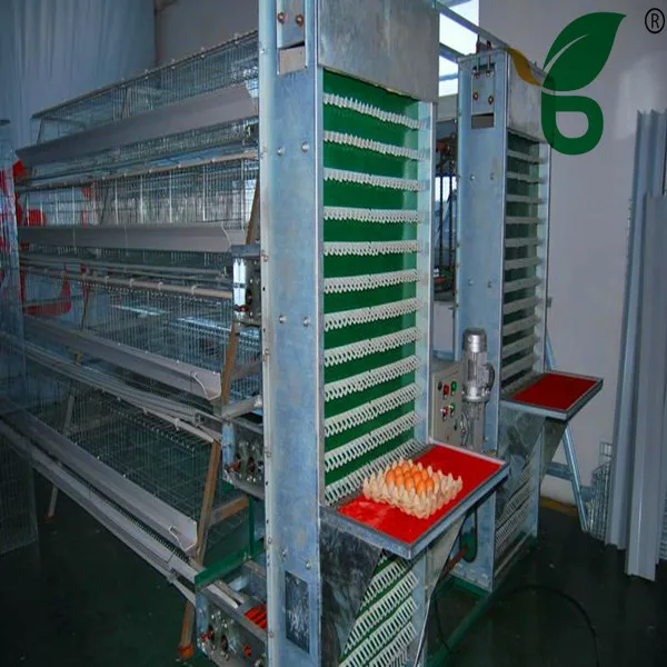 Full Automatic Egg Collection System For Egg Chicken Farm Buy