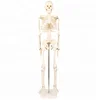 /product-detail/human-body-model-85cm-human-skeleton-model-60563234896.html