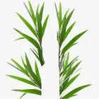Farwell Bulk Tea Tree Oil CAS 68647-73-4