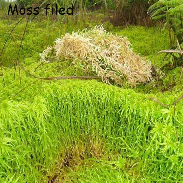 wholesale long fiber sphagnum moss for reptile beds terrarium