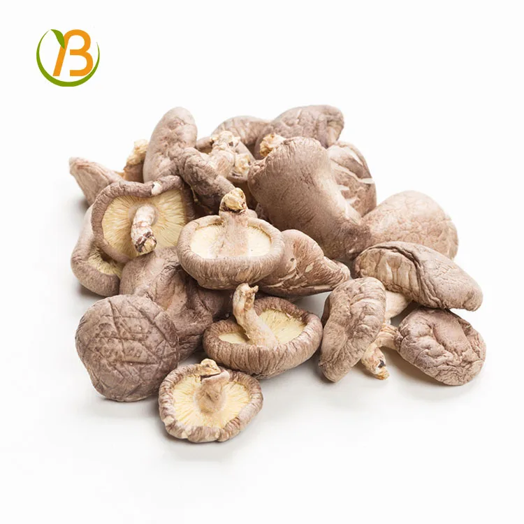 black agaric mushroom/agrocybe aegerita/bulk dried mushrooms