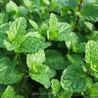 Spearmint Oil Daily Favor Chinese Natural Spearmint Oil
