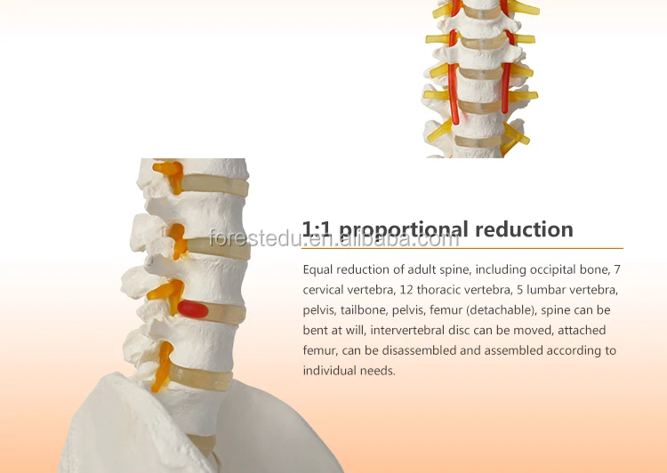9 spine model.jpg