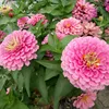2019 Hot sale flower seed, zinnia flower seeds for growing, zinnia seeds for sale