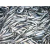 Japanese Export Frozen Fresh Silver-stripe Round Fish Herring