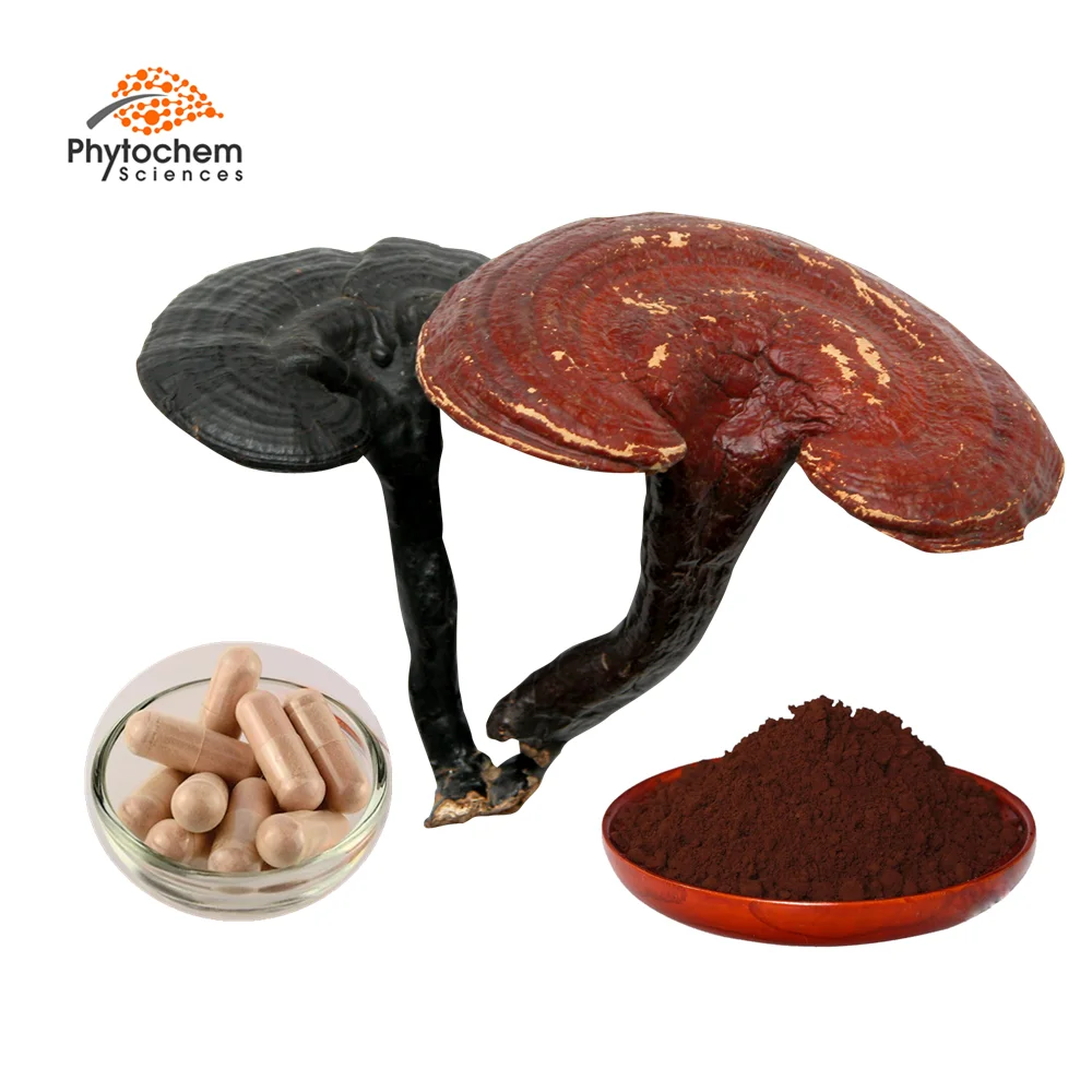 Bulk Reishi Mushroom Extract Capsules Spore Powder Oil Lucid Ganoderma