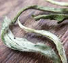 Chinese OEM Gift Packing Tea Fujian Green Tea Leave