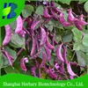 /product-detail/high-adaptability-organic-vegetable-seeds-purple-haricot-bean-seeds-for-cultivating-60691948824.html