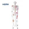 85cm/170cm/180cm human anatomical skeleton model with ligament, colored human life size skeleton model, plastic skeleton