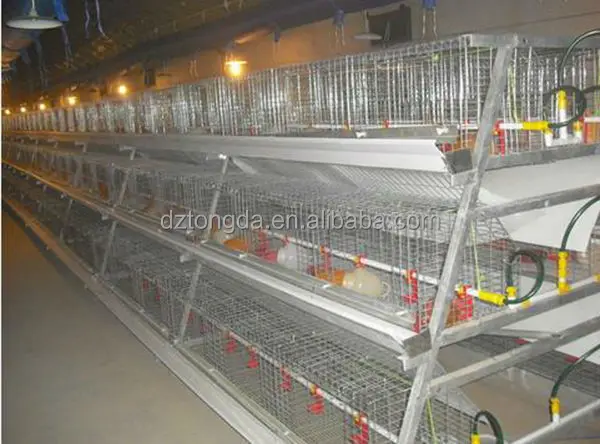 New design bird trap cage with great price