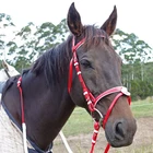 Wholesale PVC horse training equipment western horse bridle for sale