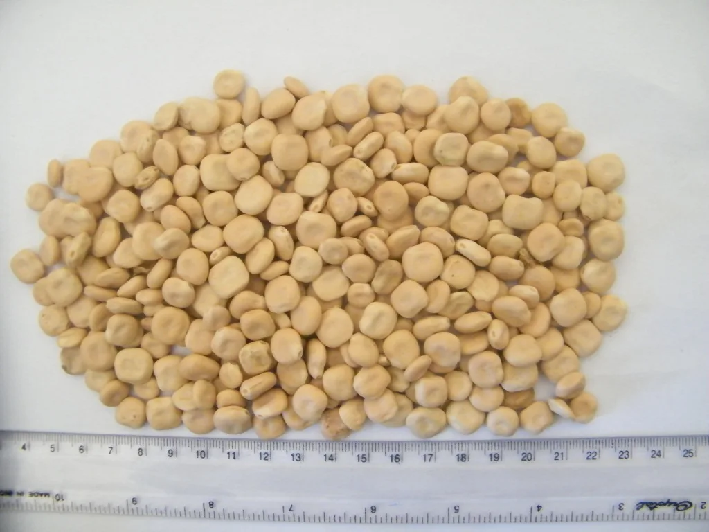 Use Bitter lupins to reduce unwanted hair