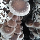 Detan Shiitake Mushroom Logs for Mushroom Buyers