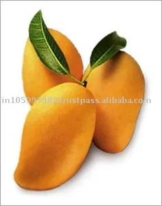 alphonso mango fruit